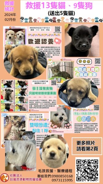 【救援統計】2024年02月救援13隻貓咪、9隻狗狗(送出5隻貓)