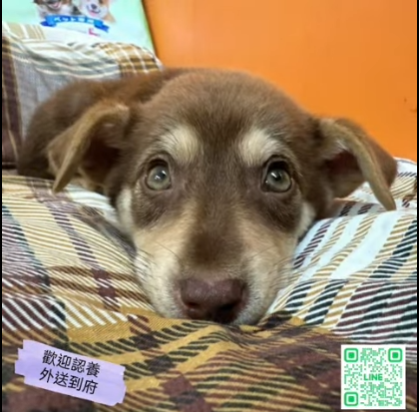 領養代替購買!   adopt don&apos;t shop!