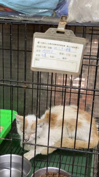 2025/05/09嘉義市西區 受困通風口的貓咪 MOMO(歡迎助養)