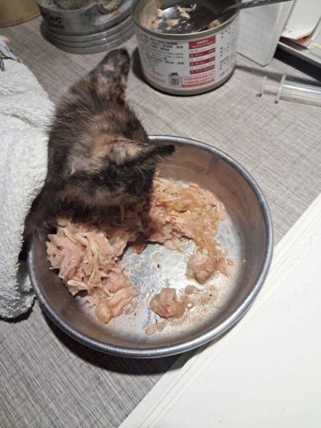 小六尾長大了！學會自己吃飯的感動瞬間🐾