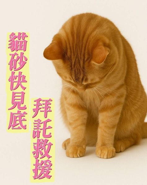  緊急呼救！急缺松木砂！ 🌟