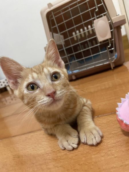 🍊 金元寶找到家啦！💛