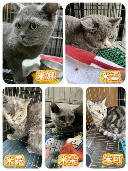  【救援紀錄】2025/10/20繁殖場退役貓救援｜迎向新生的五仙女