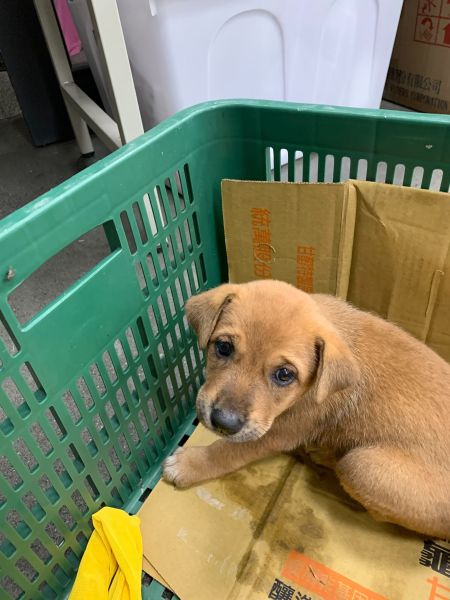 2025/10/22雲林救援|跌落水溝幼犬 寶貝 (歡迎預約認養) 2025/10/22雲林救援|跌落水溝幼犬 寶貝 (歡迎預約認養)