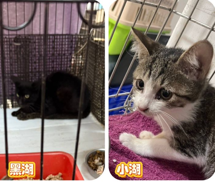 2025/10/25奮起湖虛弱二小貓 小湖 黑湖 2025/10/25奮起湖虛弱二小貓 小湖 黑湖
