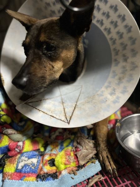 2025/10/27 台南  主人過世的遺孤狗狗 小黃 (歡迎認養) 2025/10/27 台南  主人過世的遺孤狗狗 小黃 (歡迎認養)