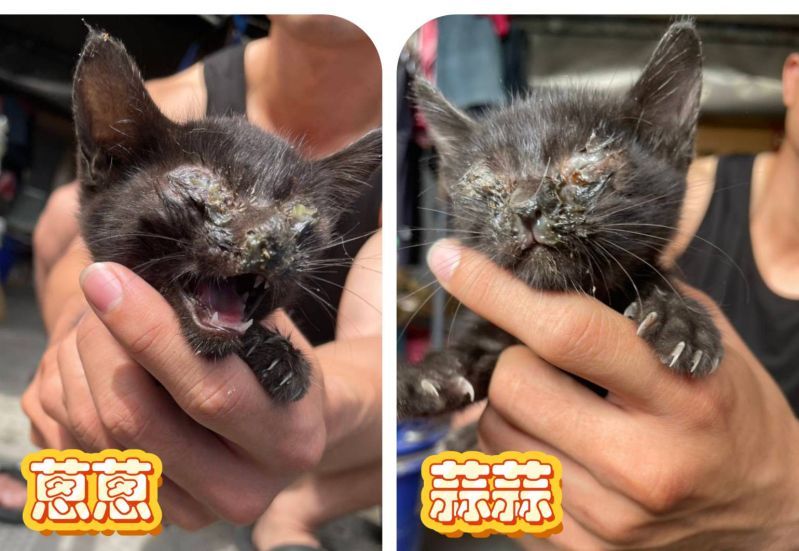 2025/10/25雲林 崙背鄉 眼睛嚴重感染 二小黑貓 蔥蔥 蒜蒜