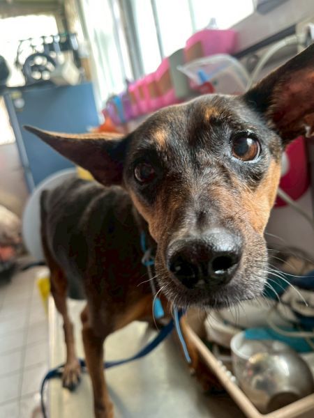 2025/10/27 台南 主人過世的遺孤狗狗 小黃 (歡迎認養)