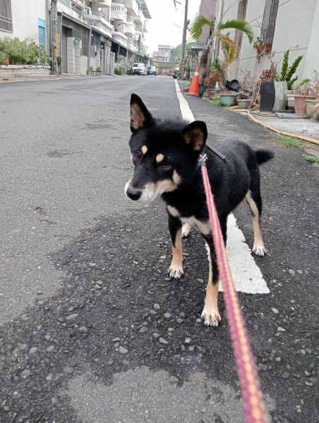 【救援案件】2025/10/29嘉義民雄走失 黑柴犬 Pocky
