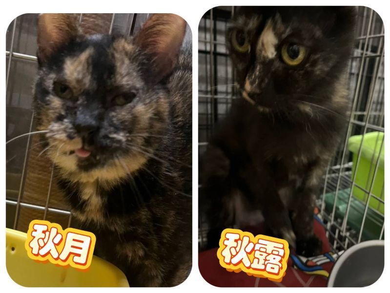 🐾【個性超好的貓咪在找家🏡】 秋月跟秋露