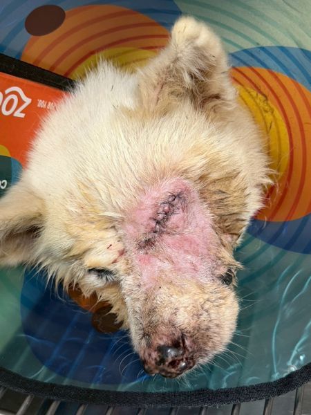 妞妞左眼破裂!緊急送醫