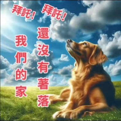 📢 貓貓狗狗的家還沒有著落