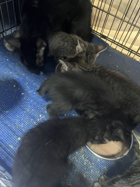 🐱💛【好運五寶｜從街頭到幸福起點，等待牽起他們的小手】