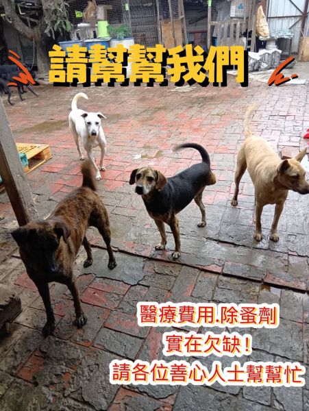 贊助【愛心團購驅蟲除蚤】經費